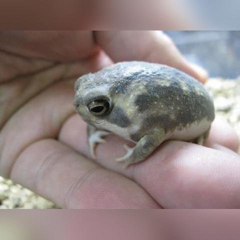 我的宠物不可能那么可爱，百度网盘分享我的与宠物的日常生活点滴